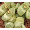 C286 - Plant